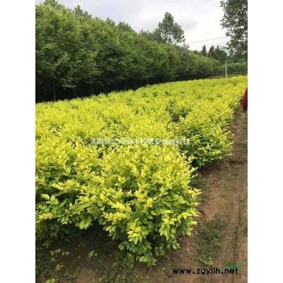 江蘇沭陽細葉芒