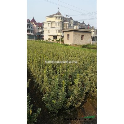 紅葉石楠，紅葉石楠供應(yīng)，蕭山苗木，2020年紅葉石楠價(jià)格