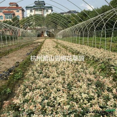 浙江天藍鼠尾草信息