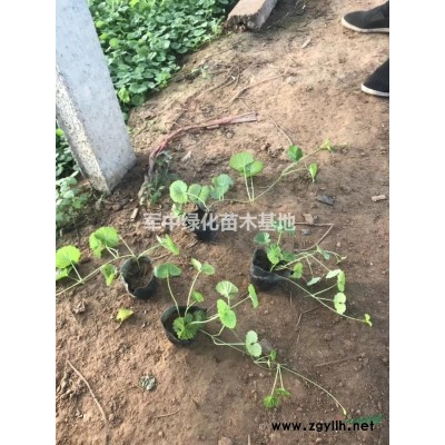 1——60公分高黃楊基地/工程苗價(jià)格/床苗圖片/產(chǎn)地行情