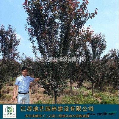 供應(yīng)三角楓 江蘇三角楓價(jià)格產(chǎn)地 江蘇地藝園林苗圃基地