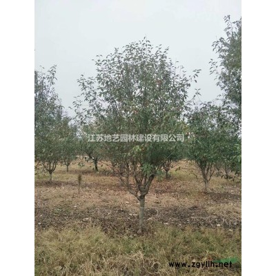 黃金竹 金鑲玉竹 地藝苗圃大量供應黃竹 江蘇黃金竹價格基地