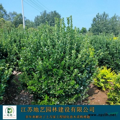 馬尼拉價格_馬尼拉草坪圖片_馬尼拉產地_馬尼拉草坪基地