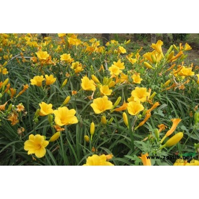 浙江木芙蓉介紹