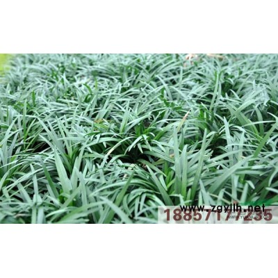 黃菖蒲行情報價\黃菖蒲圖片展示
