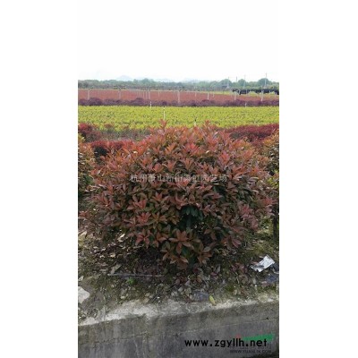 紅葉石楠，紅葉石楠供應，蕭山苗木，2020年紅葉石楠低價格