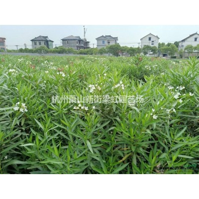 棣棠，棣棠供應，蕭山苗木，2020年棣棠低價格