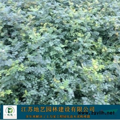供應花葉蘆竹產地 江蘇地藝園林苗圃基地 江蘇花葉蘆竹價格