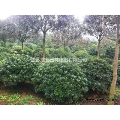 地藝苗圃大量供應紅葉桃 紅葉桃基地 江蘇紅葉桃價格