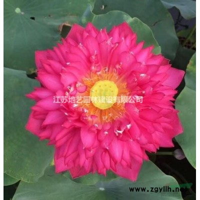 江蘇桂花價格 江蘇四季桂價格 江蘇丹桂價格 江蘇金桂價格