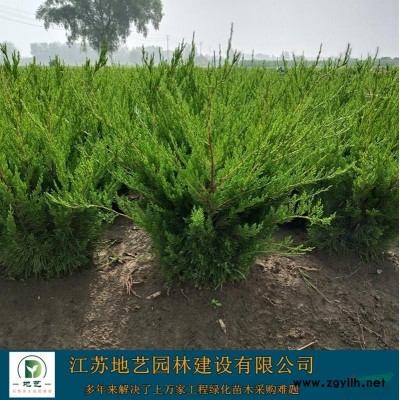 江蘇法青價格 江蘇法國冬青價格 法青基地 法國冬青基地