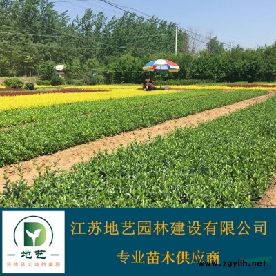 常年供應地徑(米徑)3公分、6公分、8公分、25公分油松