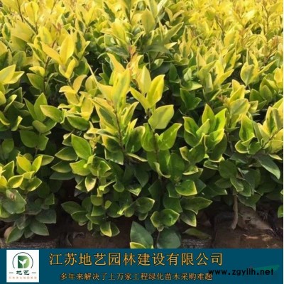基地直銷(xiāo)繡線菊  紅花繡線菊照片 江蘇金焰繡繡線菊基地