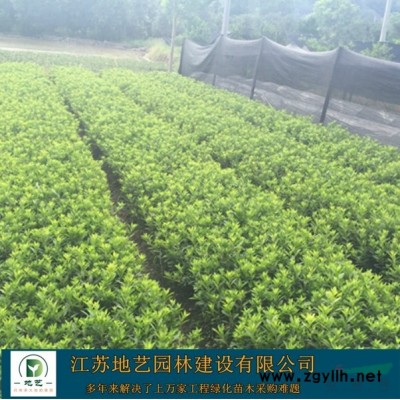 地藝苗圃大量供應(yīng)五角楓 江蘇五角楓基地 五角楓價(jià)格