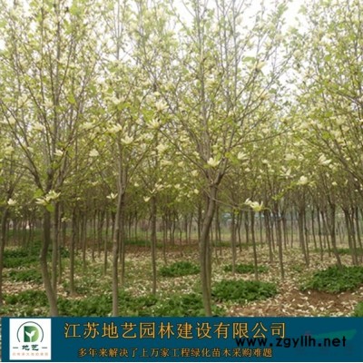 地藝苗圃大量供應(yīng)天人菊價(jià)格 天人菊基地 天人菊?qǐng)D片