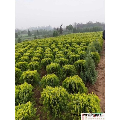 基地直銷(xiāo)碧桃 桃樹(shù)照片 江蘇碧桃產(chǎn)地 青葉桃樹(shù)價(jià)格