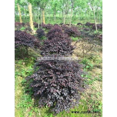 地藝苗圃大量供應石蒜 石蒜基地 江蘇石蒜價格