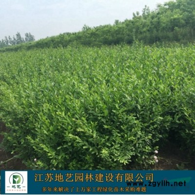 供應(yīng)紅梅產(chǎn)地 江蘇地藝園林苗圃基地 江蘇紅梅價(jià)格