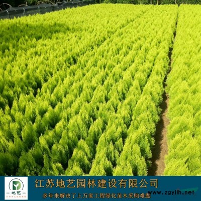 基地直銷(xiāo)大葉黃楊小苗 大葉黃楊球照片 江蘇冬青球產(chǎn)地