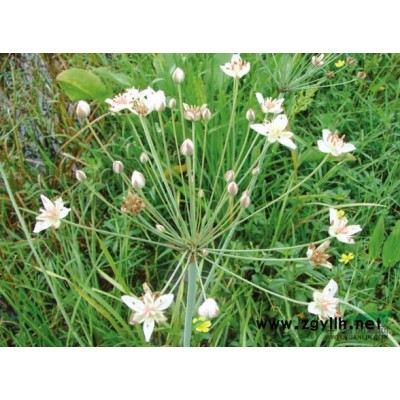 浙江花葉芒*新報價/花葉芒圖片