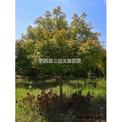 叢生烏桕、單桿烏桕、叢生烏桕價格