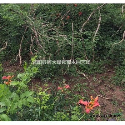 龍柏種植基地 批發直銷小龍柏綠籬苗 龍柏價格 貨源充足