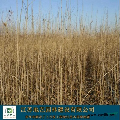 基地直銷廣玉蘭價格 廣玉蘭照片 江蘇廣玉蘭產地