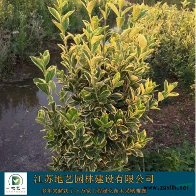 地藝苗圃大量供應(yīng)龍柏球 龍柏球基地 龍柏球價(jià)格