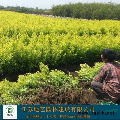 大量出售紅楓、紅楓價格、紅楓圖片、紅楓種植基地