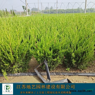 供應迎春 江蘇迎春價格產地 江蘇地藝園林苗圃基地