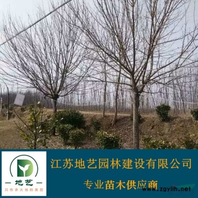 地藝苗圃大量小葉女貞球 小葉女貞球基地 江蘇小葉女貞價(jià)格