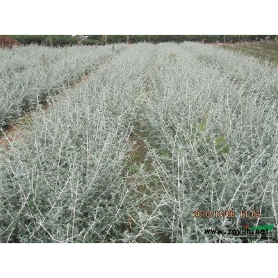 花葉燕麥草行情報價\花葉燕麥草圖片展示