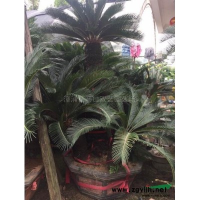 福建大葉龍船花3*新報價/大葉龍船花3圖片