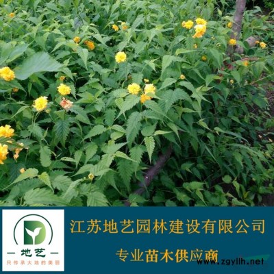 江蘇草坪價格 江蘇草皮價格 草坪基地 草皮基地