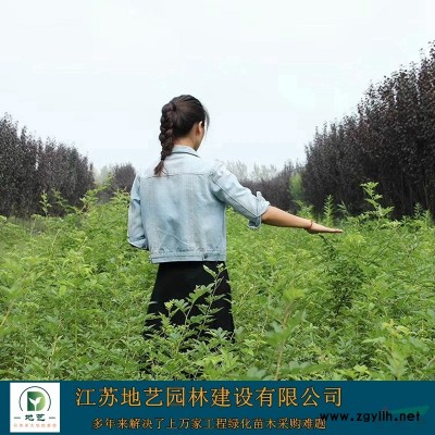 供應北海道黃楊產地 江蘇地藝園林苗圃基地 江蘇北海道黃楊價格