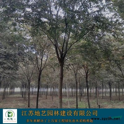 供應(yīng)金森女貞球 江蘇金森女貞球價(jià)格產(chǎn)地 江蘇地藝園林苗圃基地
