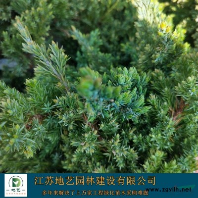 常年供應地徑3公分、6公分、9公分、12公分中國紅楓