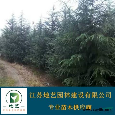 常年出售高品質大葉女貞、大葉女貞圖片、大葉女貞種植基地