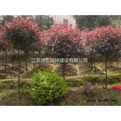 供應蜀檜產地 江蘇地藝園林苗圃基地 江蘇蜀檜價格