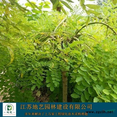 石榴樹 江蘇石榴價格 石榴樹基地直銷 江蘇地藝園林苗圃