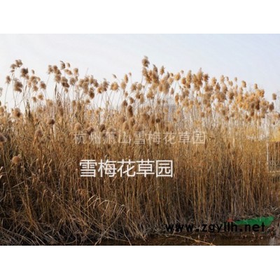 行情報價\圖片展示