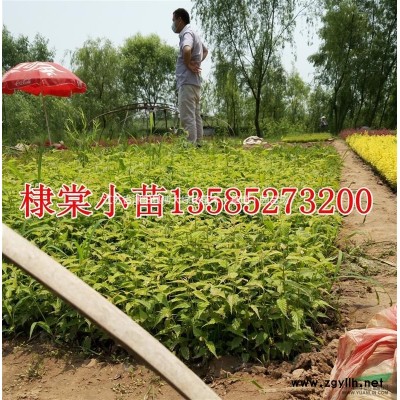 爬地柏價格 50公分爬地柏苗行情報價 自產自銷 量大價低