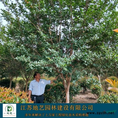 江蘇大花萱草基地 江蘇大花萱草價格