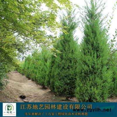 江蘇地藝園林苗圃大量供應刺槐 江蘇刺槐價格