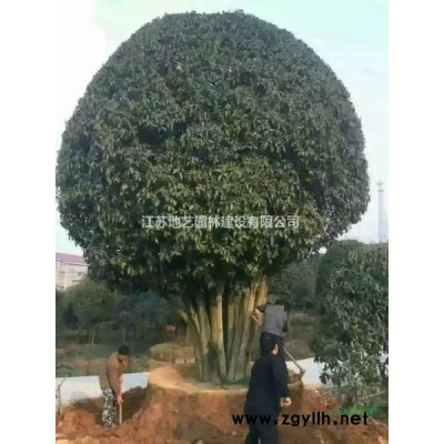 地藝苗圃大量供應(yīng)地柏 地柏價(jià)格基地 地柏小苗圖片