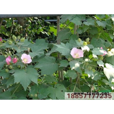 斑葉芒*新價格/斑葉芒報價