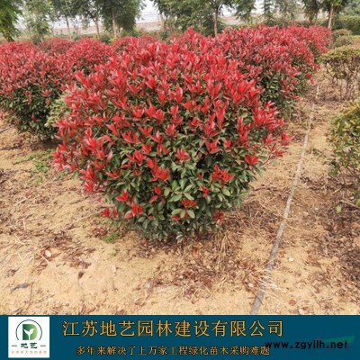 地藝苗圃大量供應國槐 江蘇國槐基地 江蘇國槐價格