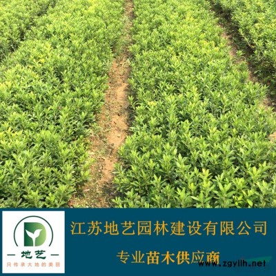 地藝苗圃大量供應高桿紅葉石楠 江蘇高桿紅葉石楠價格