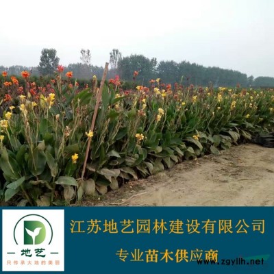 側柏基地  地藝苗圃大量供應側柏 江蘇側柏價格