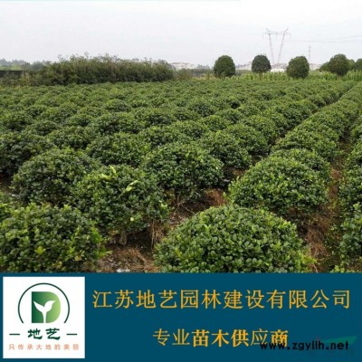 江蘇灑金柏 灑金柏價格 灑金柏基地 江蘇地藝園林苗圃
